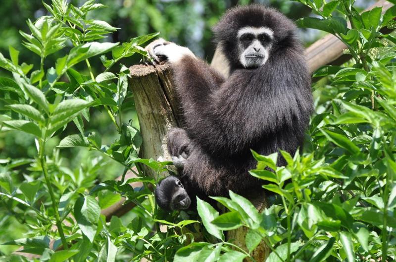 Gibbon à mains blanches (Hylobates lar)
