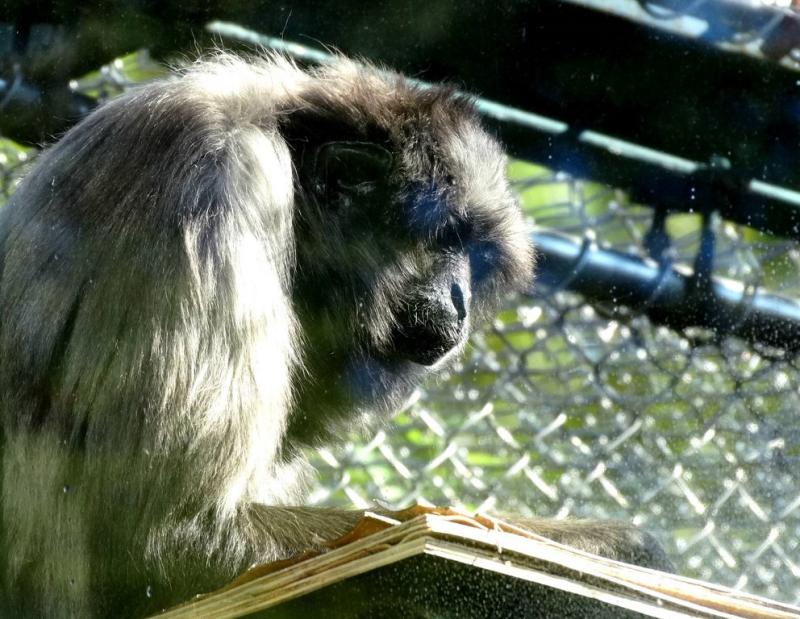 Gibbon de Müller (Hylobates muelleri abbotti)