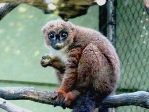 Grand hapalémur (Prolemur simus)