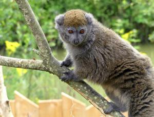 Hapalémur du lac Alaotra (Hapalemur alaotrensis)