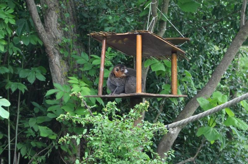 Lémur à collier blanc (Eulemur cinereiceps)