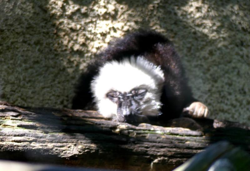 Lémur à face blanche (Eulemur fulvus albifrons)