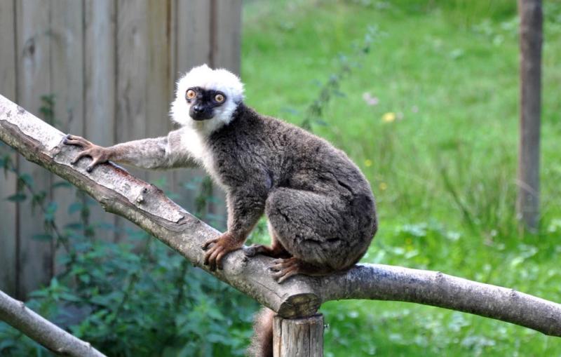 Lémur à front blanc (Eulemur albifrons)
