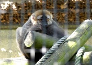 Lémur à front roux (Eulemur fulvus rufus)