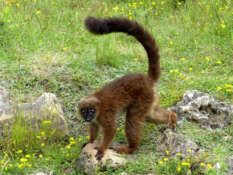 Lémur à ventre roux (Eulemur rubriventer)