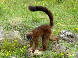Lémur à ventre roux (Eulemur rubriventer)