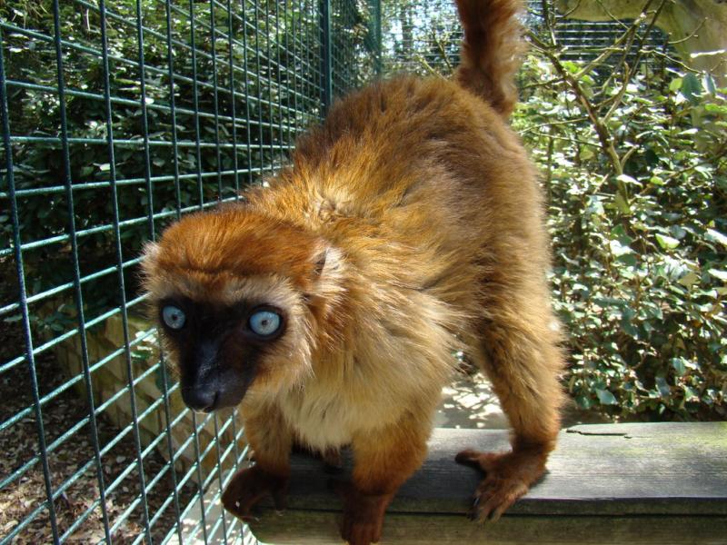 Lémur aux yeux turquoise (Eulemur flavifrons)