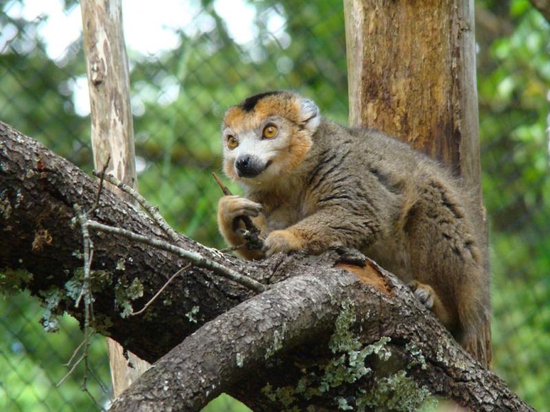 Lémur couronné (Eulemur coronatus)