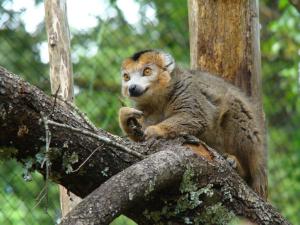Lémur couronné (Eulemur coronatus)