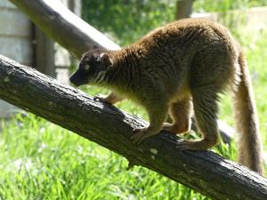 Lémur de Mayotte (Eulemur fulvus mayottensis)