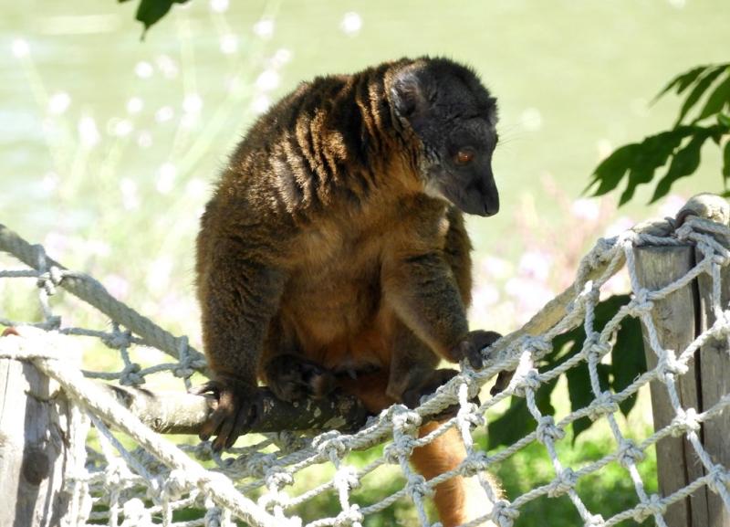 Lémur mongoz (Eulemur mongoz)