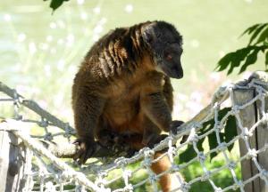 Lémur mongoz (Eulemur mongoz)