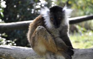 Lémur noir (Eulemur macaco)