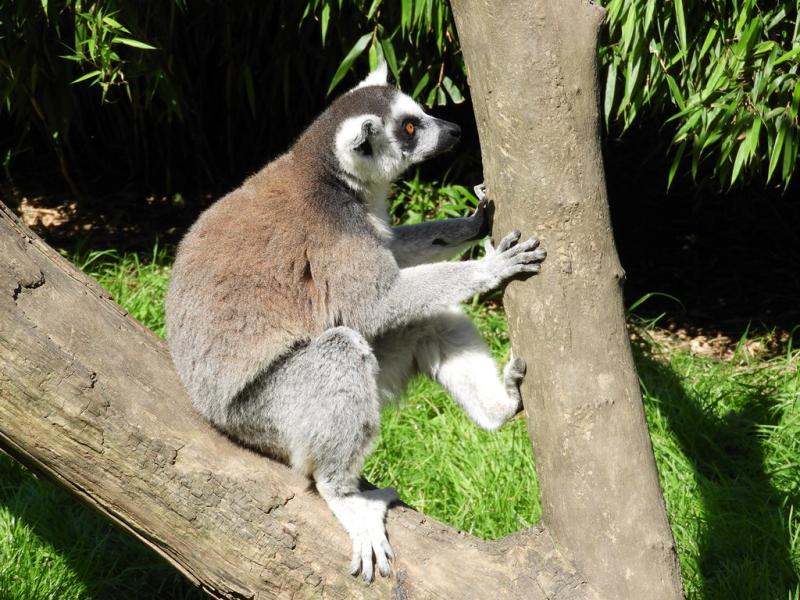 Maki catta (Lemur catta)