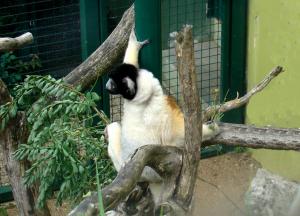 Propithèque couronné (Propithecus coronatus)