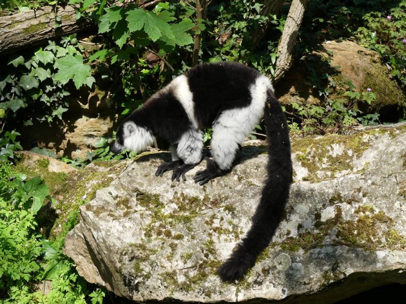 Vari à ceinture blanche (Varecia variegata subcincta)
