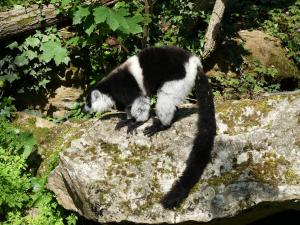 Vari à ceinture blanche (Varecia variegata subcincta)