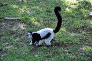 Vari noir et blanc (Varecia variegata )