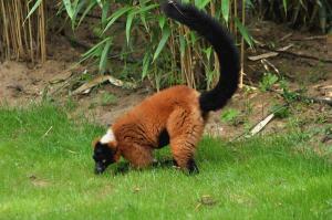 Vari roux (Varecia rubra)