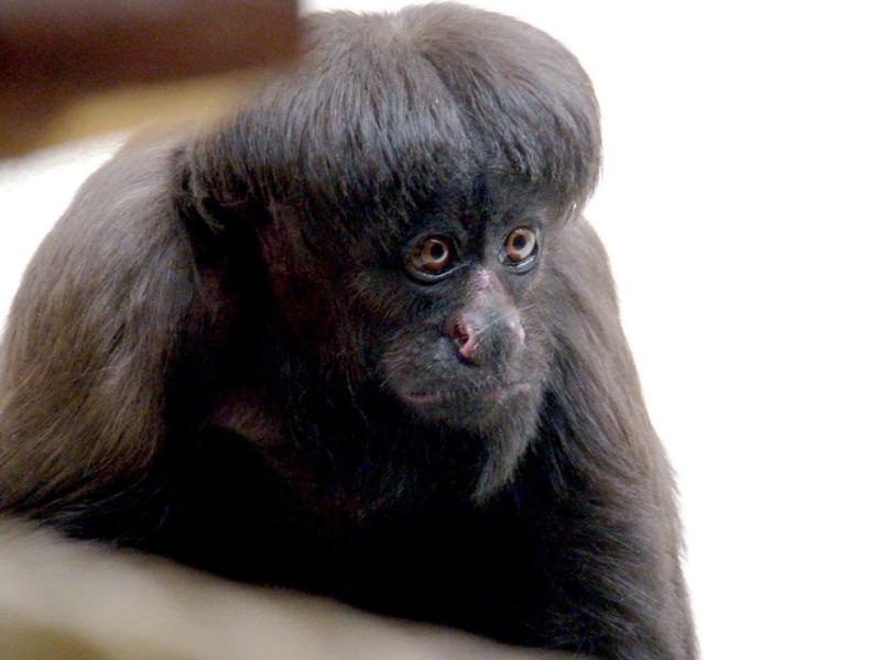 Saki noir (Chiropotes satanas utahicki)