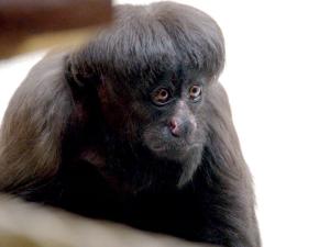 Saki noir (Chiropotes satanas utahicki)