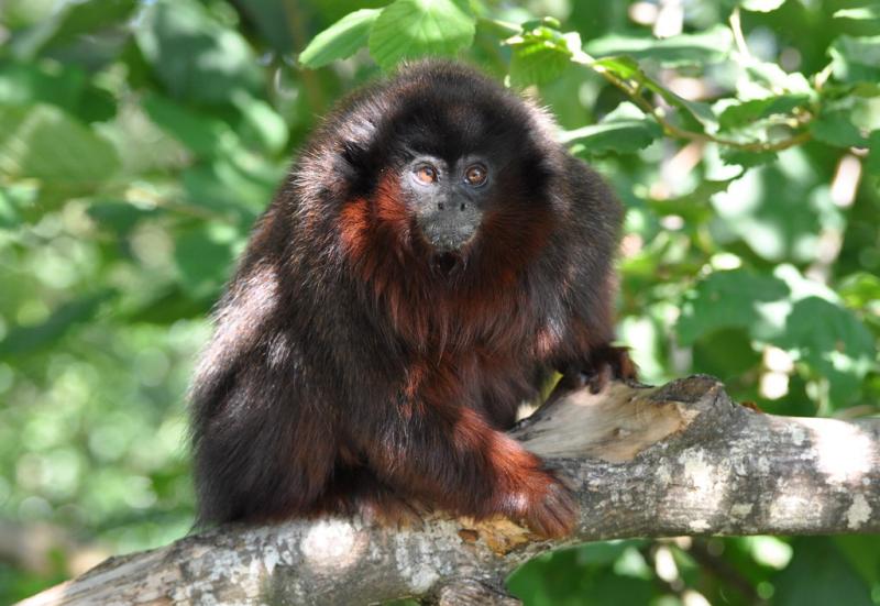 Titi roux (Callicebus cupreus)