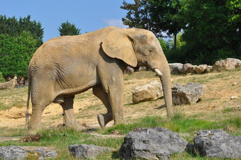 Éléphant d'Afrique (Loxodonta africana)