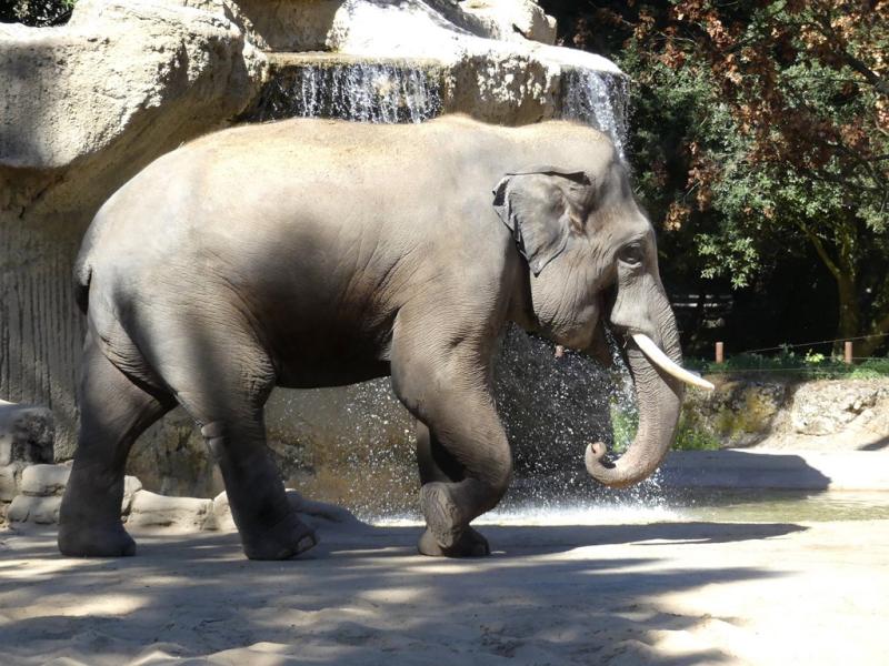 Éléphant d'Asie (Elephas maximus)
