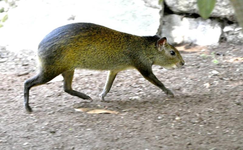Agouti à dos noir (Dasyprocta prymnolopha)
