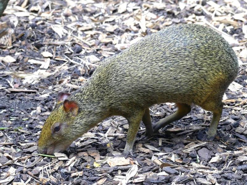 Agouti d'Azara (Dasyprocta azarae)
