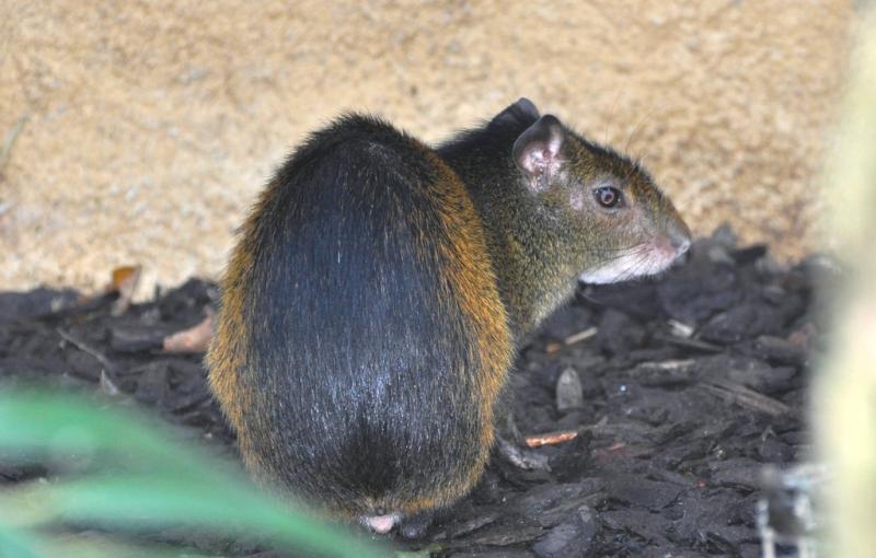 Agouti doré (Dasyprocta leporina)