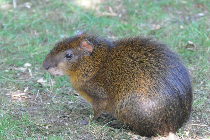 Agouti ponctué (Dasyprocta punctata)