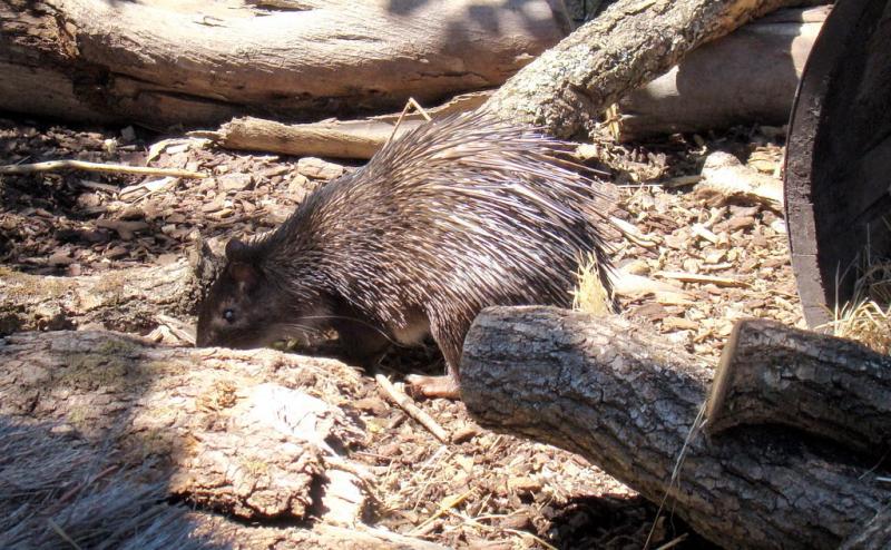 Athérure (Atherurus africanus)