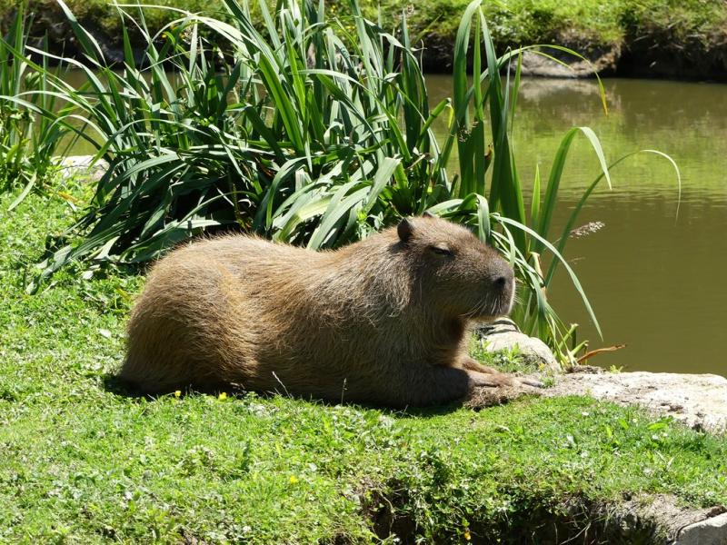 Capybara (Hydrochoerus hydrochaeris)