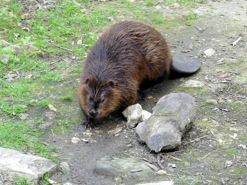 Castor du Canada (Castor canadensis)