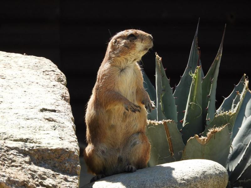 Chien de prairie (Cynomys ludovicianus)