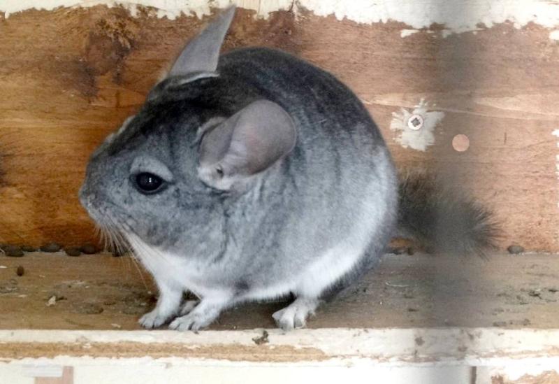 Chinchilla hyb. (Chinchilla lanigera × Chinchilla brevicaudata)