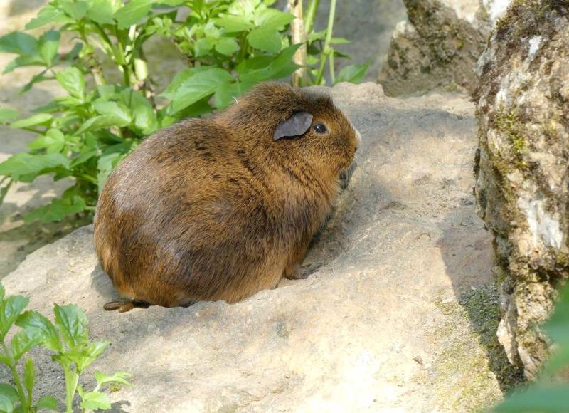 Cobaye ( 	Cavia aperea f. porcellus )