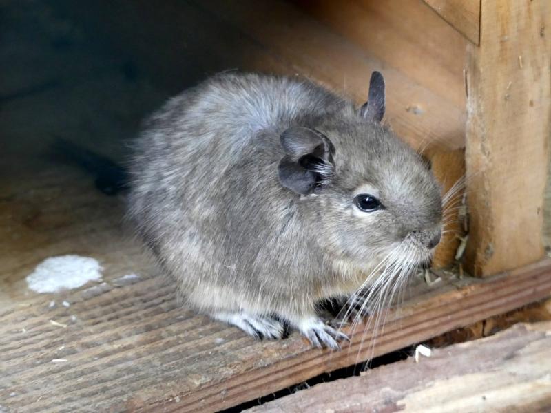 Dégue du Chili (Octodon degus)