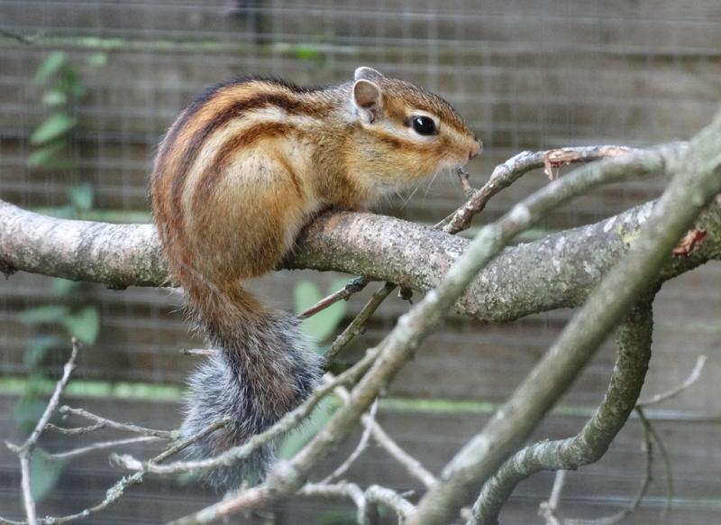 Écureuil de Corée (Eutamias sibricus)