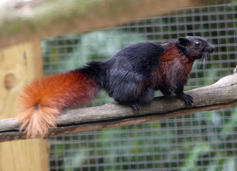 Écureuil de Finlayson (Callosciurus finlaysonii)