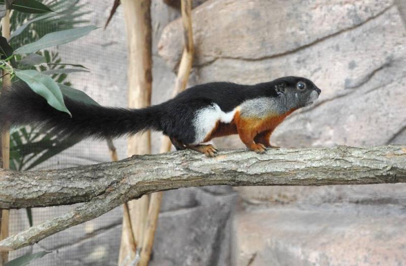 Écureuil de Prévost ( Callosciurus prevostii )