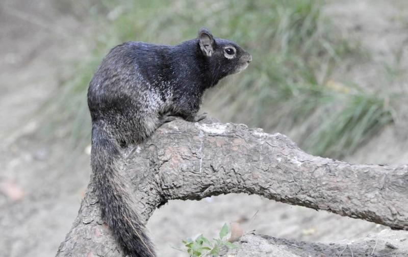 Écureuil des rochers (Otospermophilus variegatus)