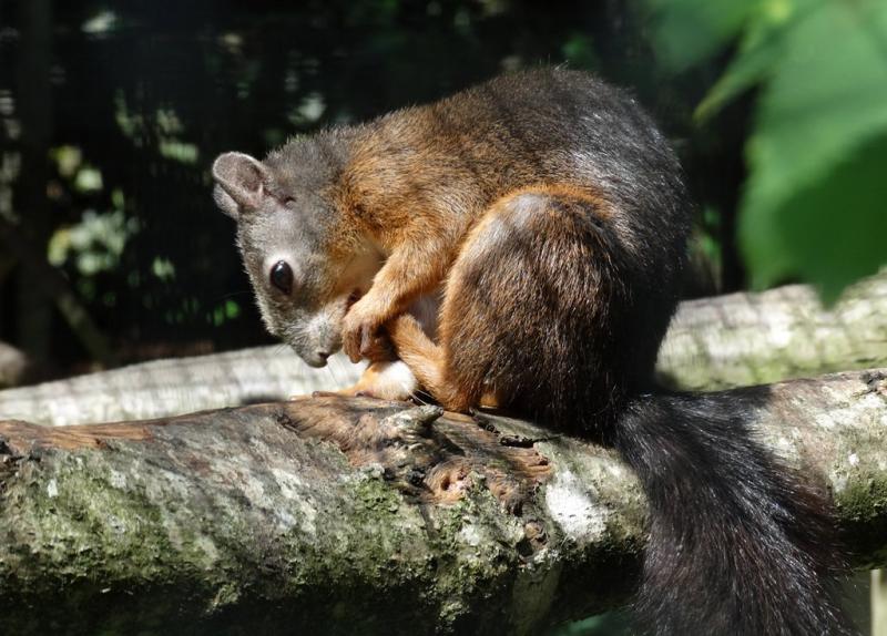 Écureuil du Japon (Sciurus lis)