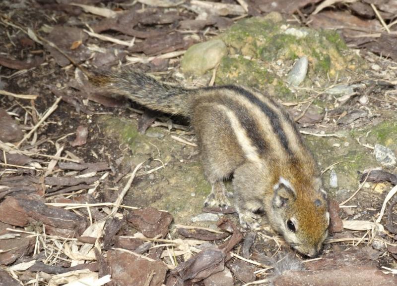 Écureuil rayé de Swinhoe (Tamiops swinhoei)