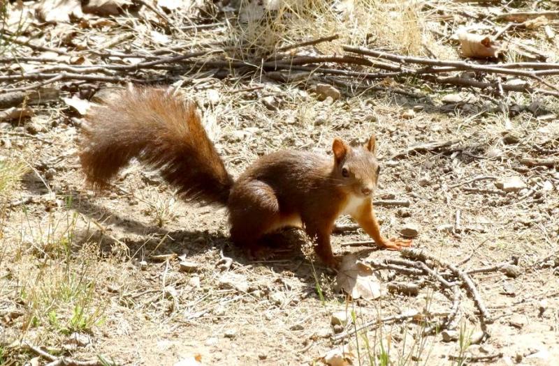 Écureuil roux (Sciurus vulgaris)