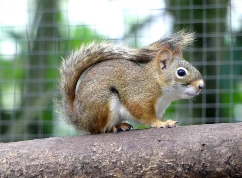 Ecureuil roux d'Amérique (Tamiasciurus hudsonicus)