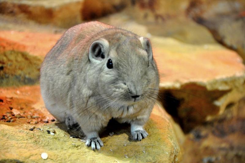 Goundi de l'Atlas (Ctenodactylus gundi)