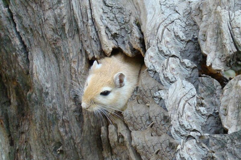 Hamster doré (Mesocricetus auratus)
