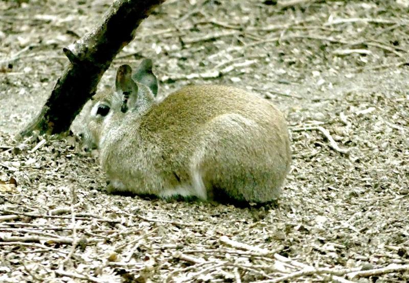 Mara du Chaco (Dolichotis salinicola)